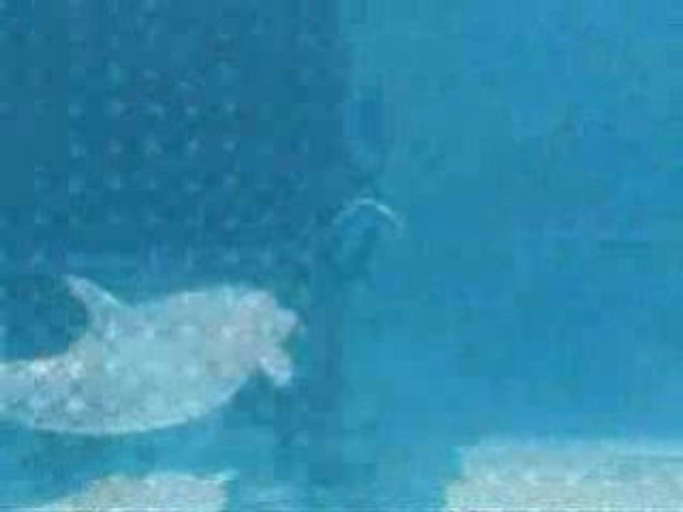 Dolphins