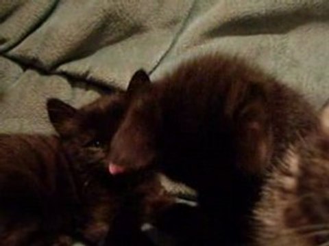 3 ptits minous, ptits minous... de Toulouse.