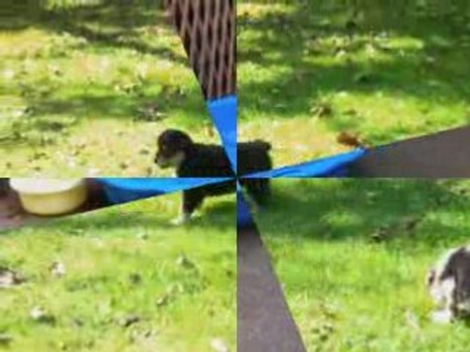 Les chiots à 6 semaines