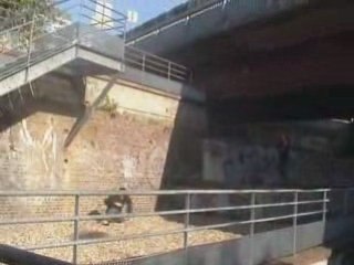 Saut de fond - raphael