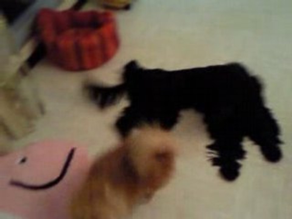 Cookie et lysie jouent