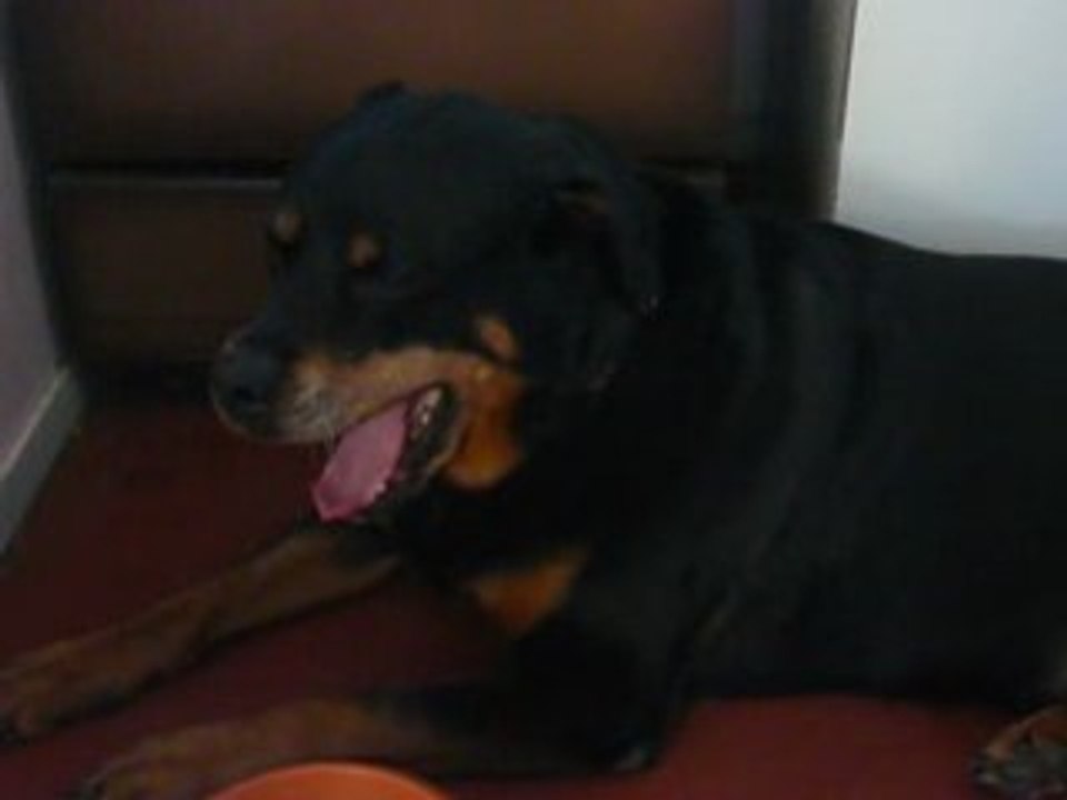 Rita Rottweiler