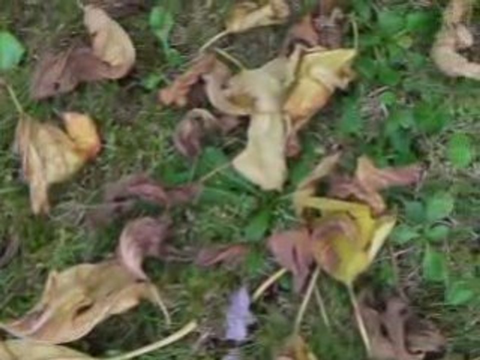 festival d'automne