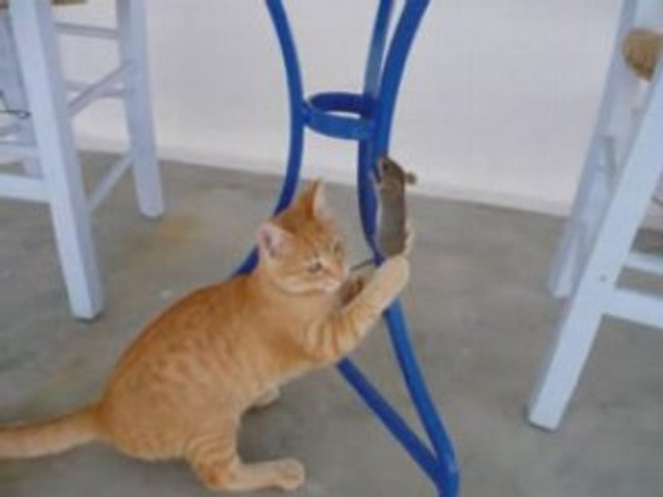 Tom et Jerry