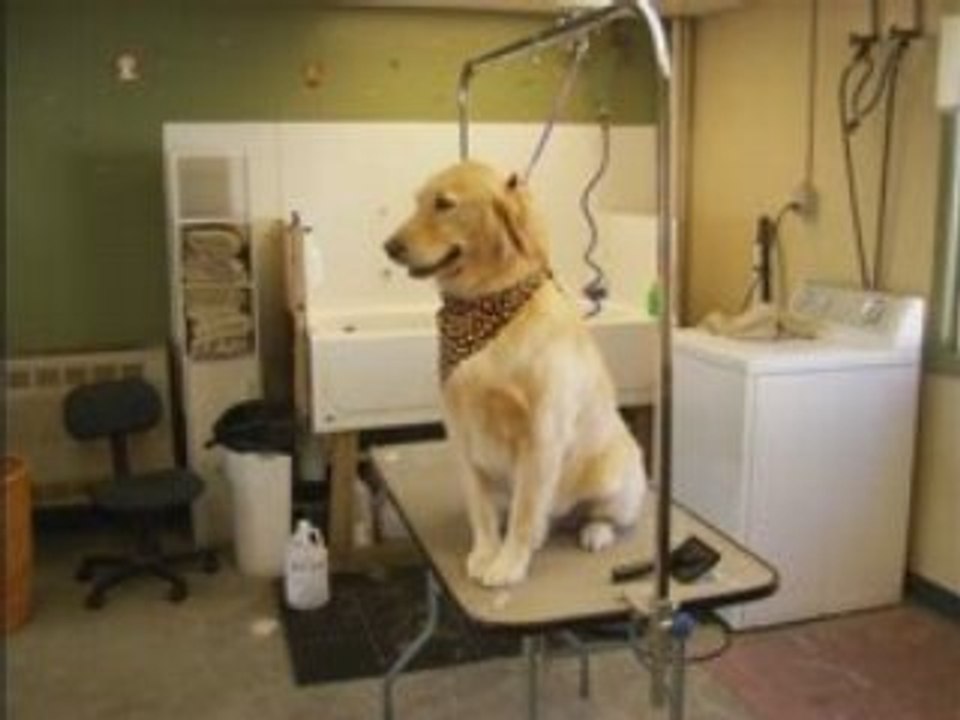 HAMBURG NY DOG GROOMING