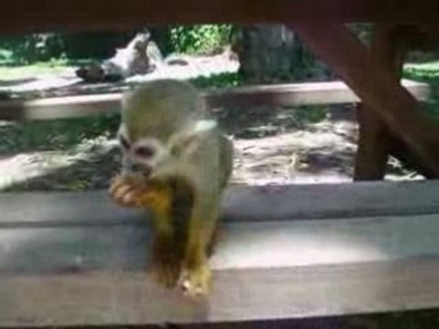 Saimiri - petits singes