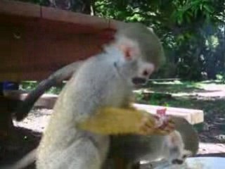 Saimiri - petits singes