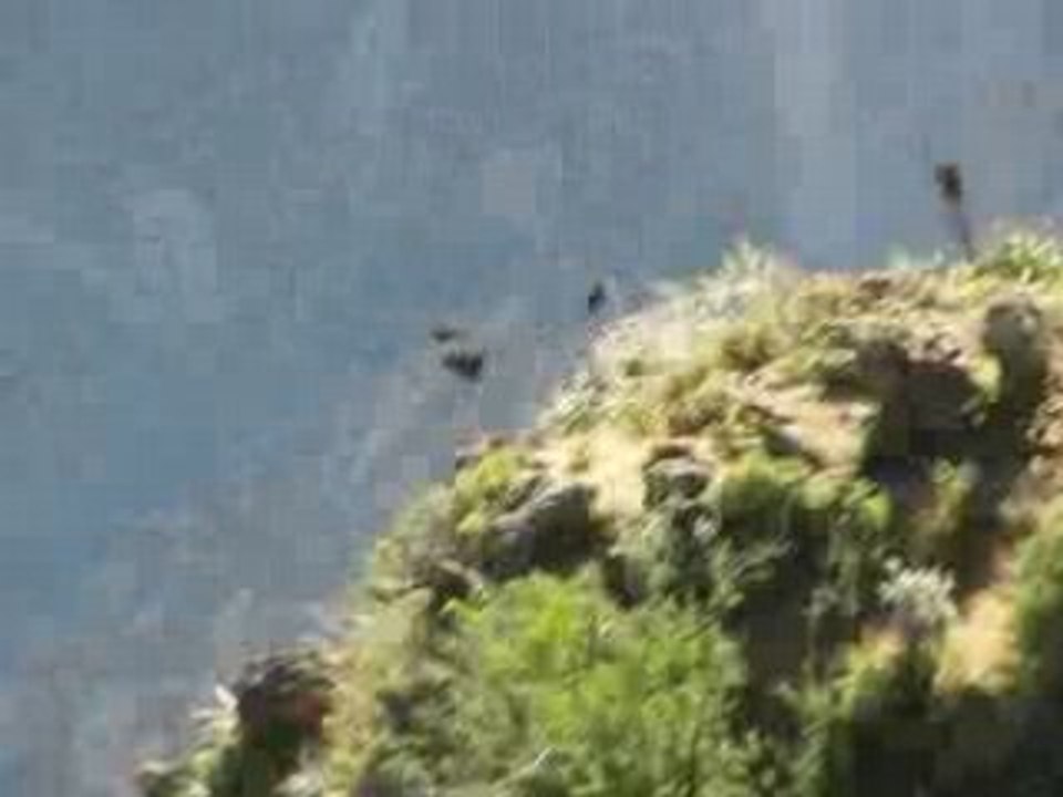 Video condor Pérou