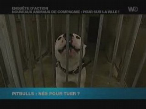 Nouveaux animaux de compagnie - peur sur la ville 4/5