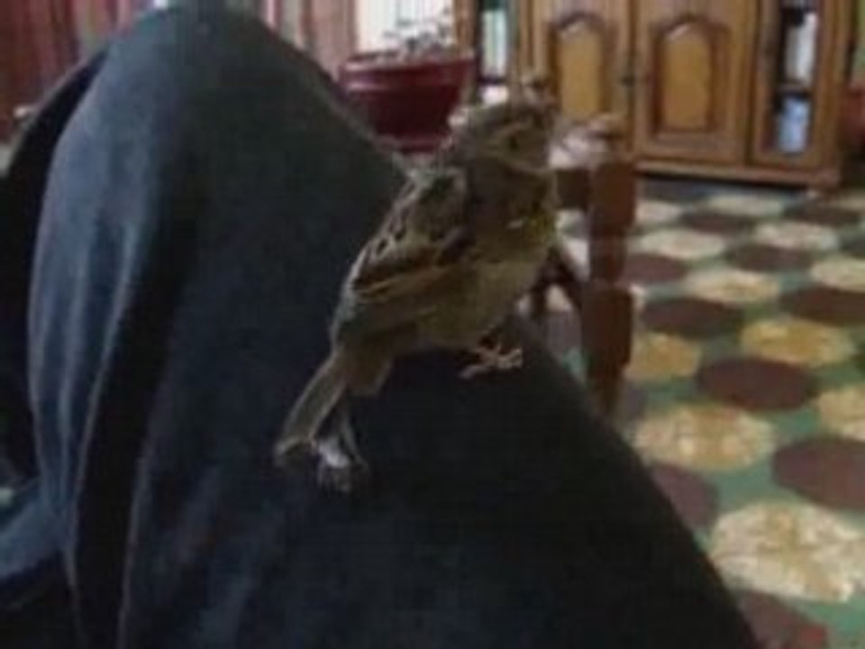 TOPAZE FAIT SON NID ET LE DEFEND