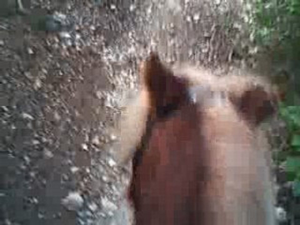 Loréal au trot et au galop