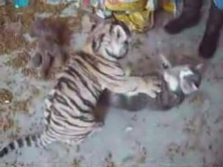 Tigre & chat