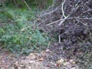 Déforestation.......à la masse!