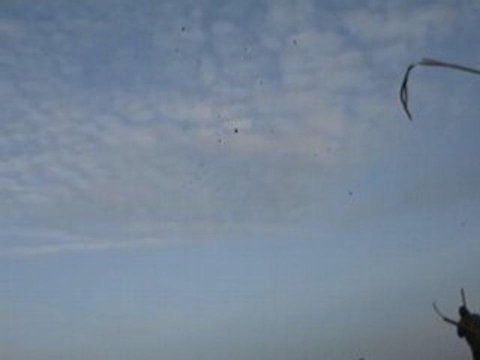 Vidéo des millier de palombes 010