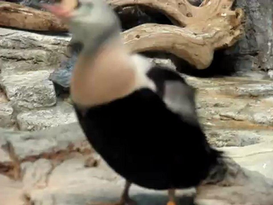 eiders à tête grise