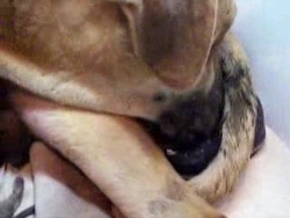 03.10.08 018naissance du 6ieme chiot