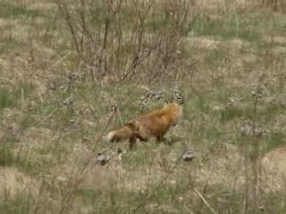 Renard7mai2007