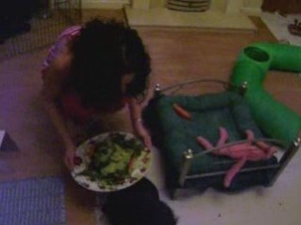 Bunny dinnertime!