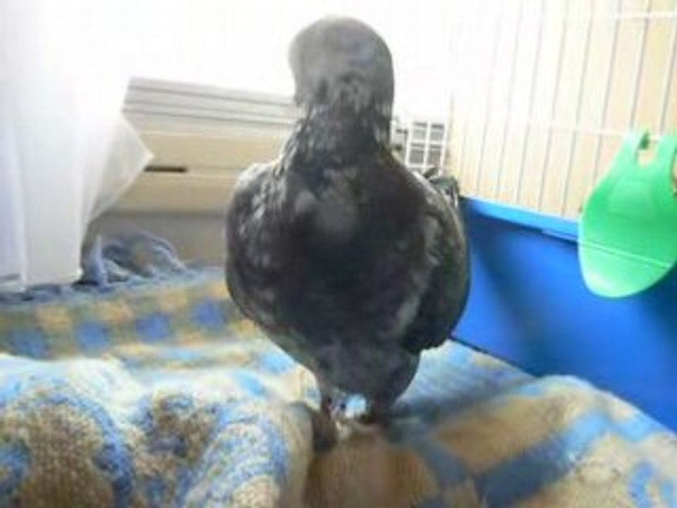 pigeon biset