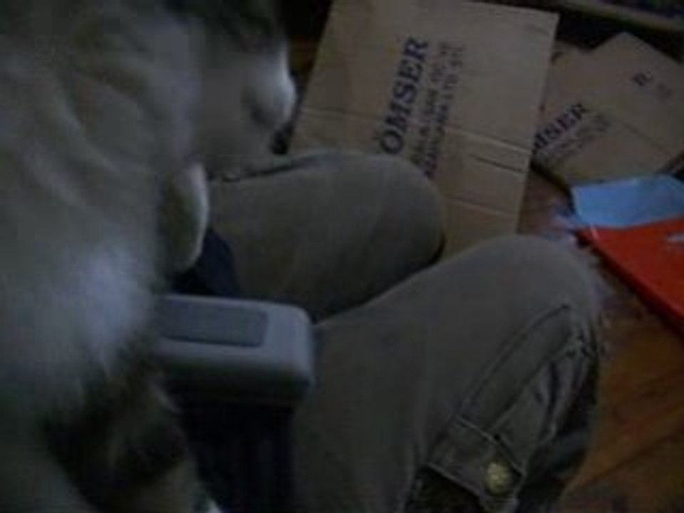 My Cat Met 7