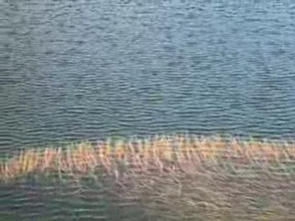 algues, eau et lumière 2