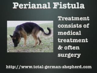 What is perianal fistula? Perianal fistula in the GSD