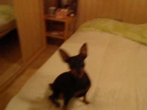 pinscher nain calie assis pas bouger couché