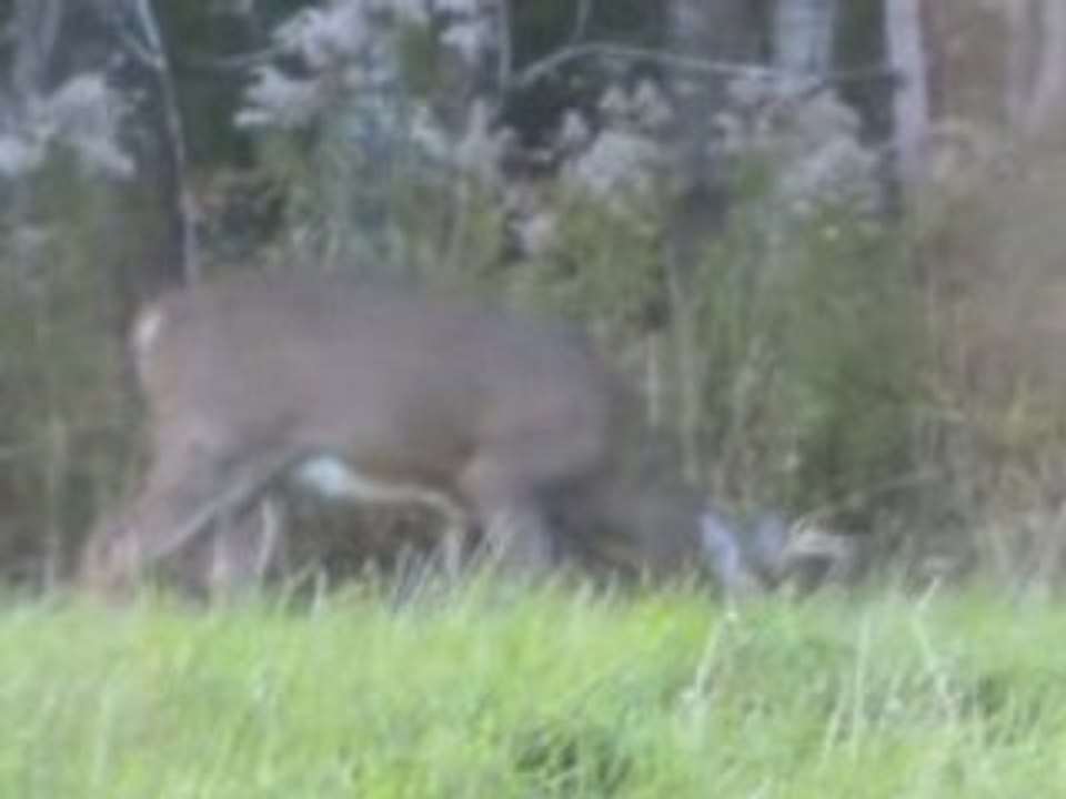 Des pommes? Ça c'est bon