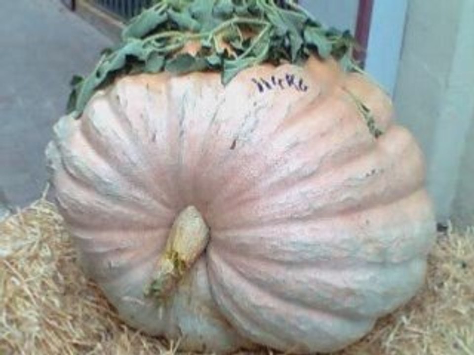 La fête de la courge a Rians.