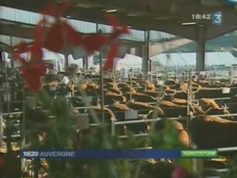 Concours national de salers à Mauriac (15)