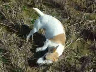 Boumba se roule sur l'herbe