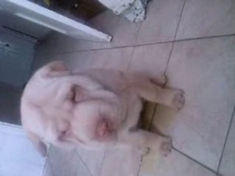 ma chienne diesel-lia