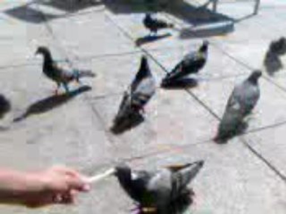 Pigeon