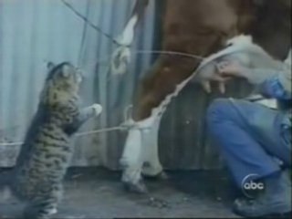 Lachvandedag.nl - Kat drinkt melk van koe