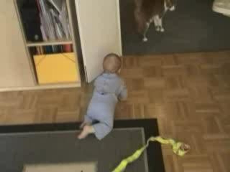 Owen the cat hunter