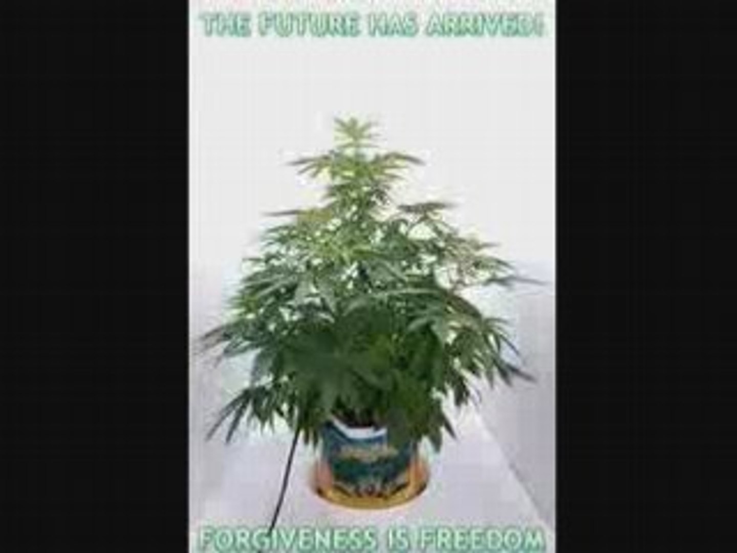 cannabis growing timelapse