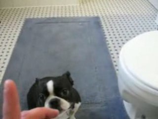 How my poor dog - free dog training tips