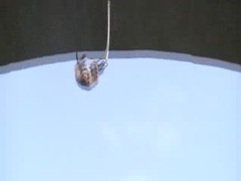 Thierry saut à l'elastique