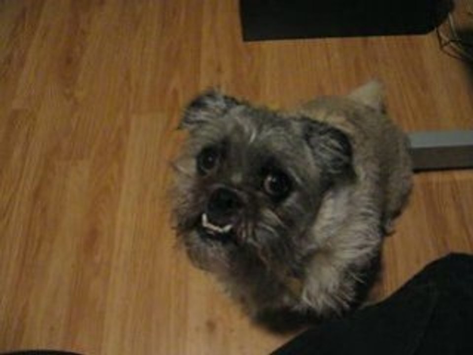 Yes no Dog