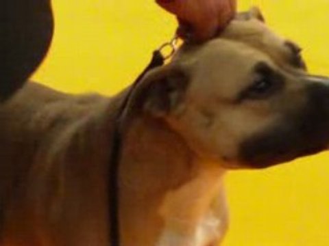 nationale d elevage orleans 2008 intermediaire femelle