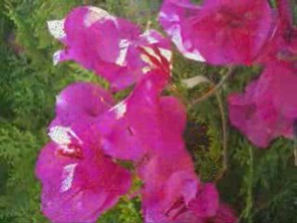 Landscape Gardening Guide