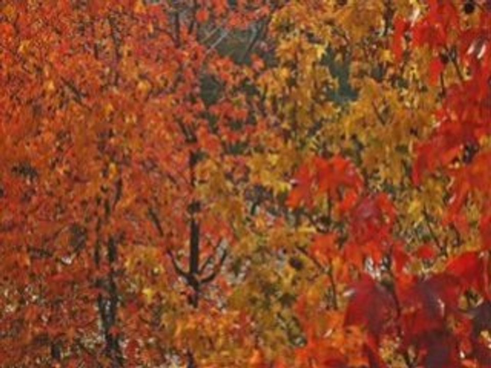 L'Automne3