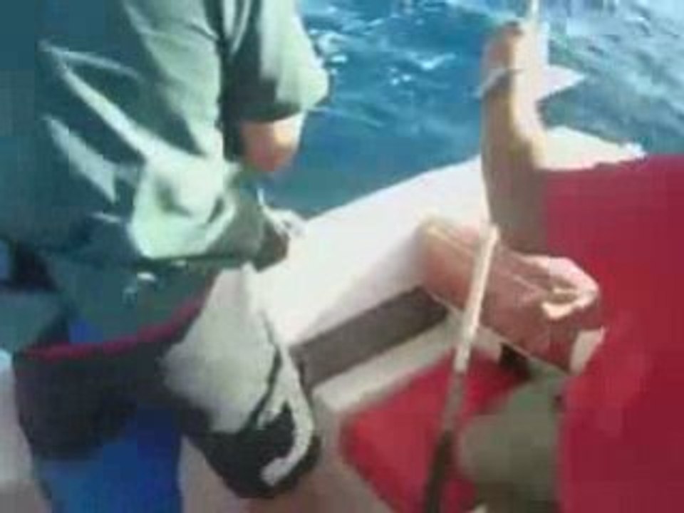 Pacific Sailfish while Fiji Fishing