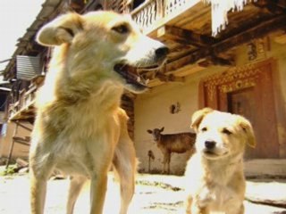 Ben et Lou Inde 2008 Part 5