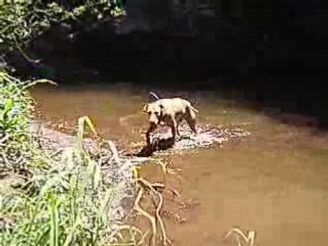 Cole jumping champ swiming