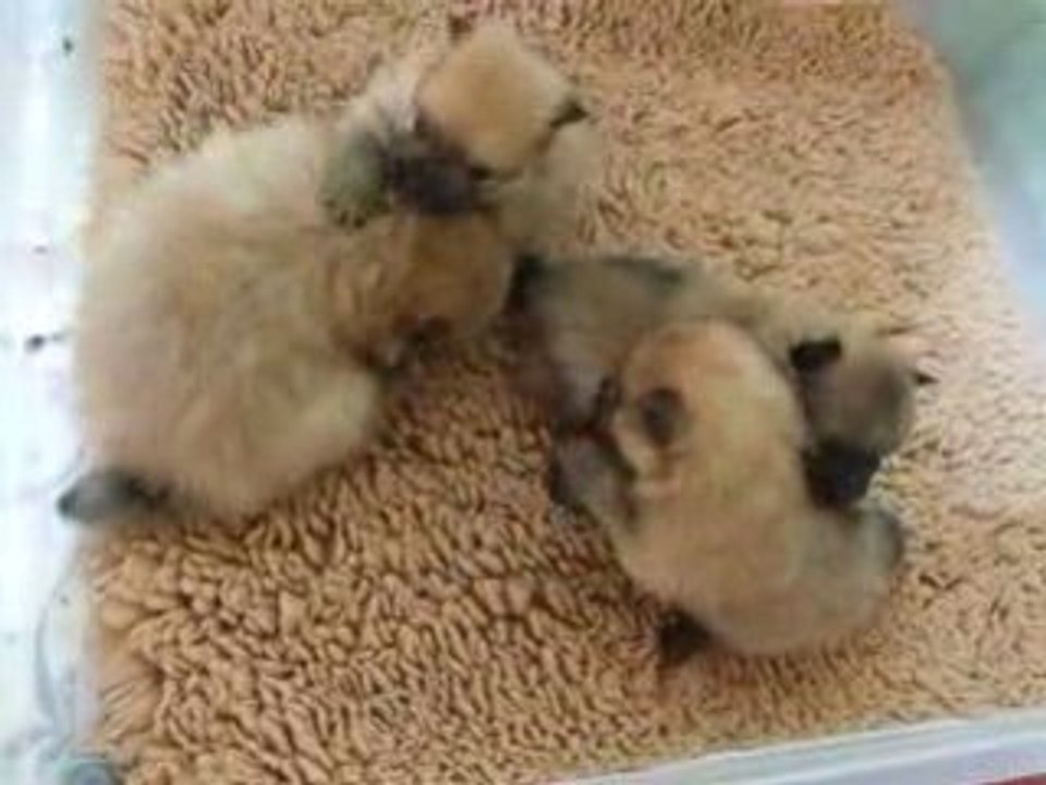 chiots spitz oranges