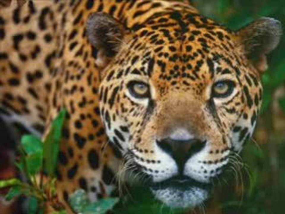 amazing animals