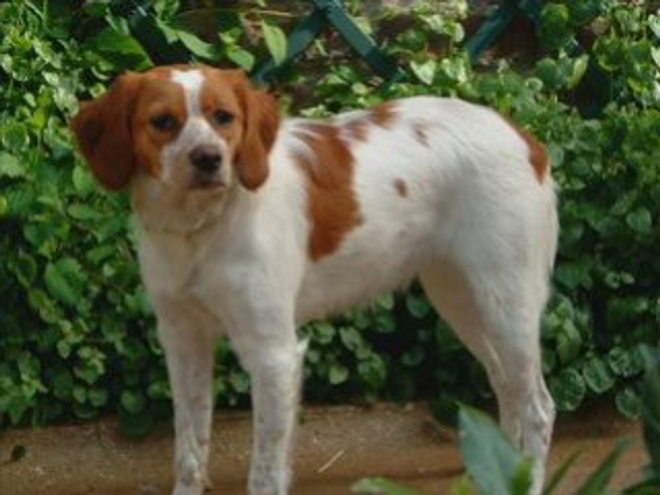 ANJI-2006