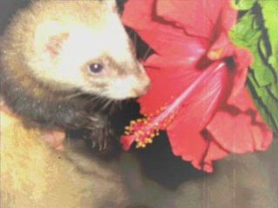 Mes animaux