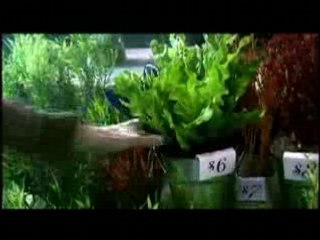 Impulse-seaweeds